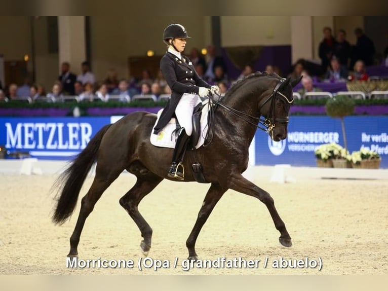 Cheval de sport espagnol Étalon 3 Ans 153 cm Alezan brûlé in Provinz Granada