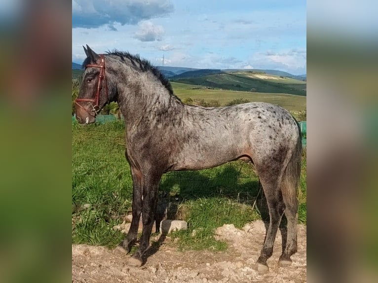 Cheval de sport espagnol Croisé Étalon 3 Ans 162 cm Peut devenir gris in Sevilla
