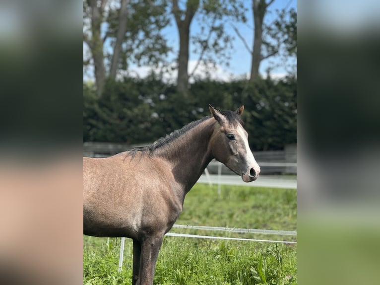 Cheval de sport espagnol Étalon 3 Ans 165 cm Gris in Espinar, De El (Estacion)