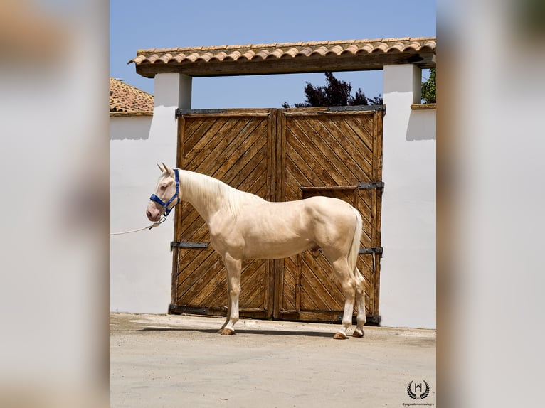 Cheval de sport espagnol Étalon 3 Ans 170 cm Cremello in Navalperal De Pinares
