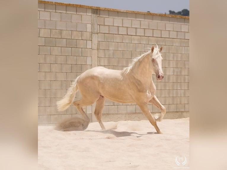 Cheval de sport espagnol Étalon 3 Ans 170 cm Cremello in Navalperal De Pinares
