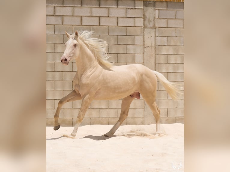 Cheval de sport espagnol Étalon 3 Ans 170 cm Cremello in Navalperal De Pinares