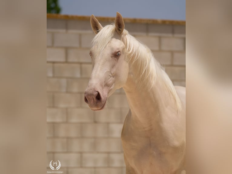 Cheval de sport espagnol Étalon 3 Ans 170 cm Cremello in Navalperal De Pinares