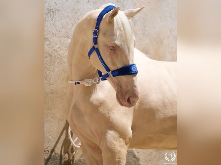 Cheval de sport espagnol Étalon 3 Ans 170 cm Cremello in Navalperal De Pinares