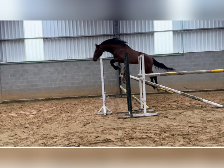 Cheval de sport espagnol Étalon 3 Ans 172 cm Bai in Abegondo