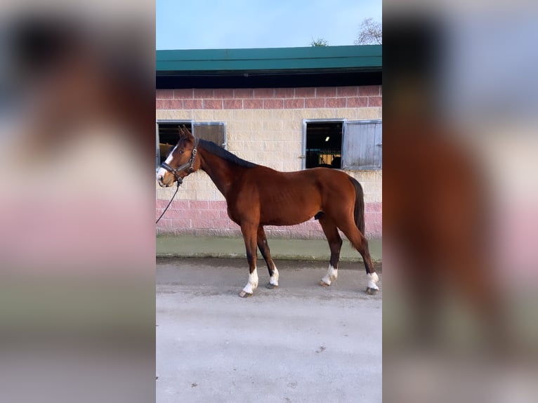 Cheval de sport espagnol Étalon 3 Ans 173 cm Bai in Gijon