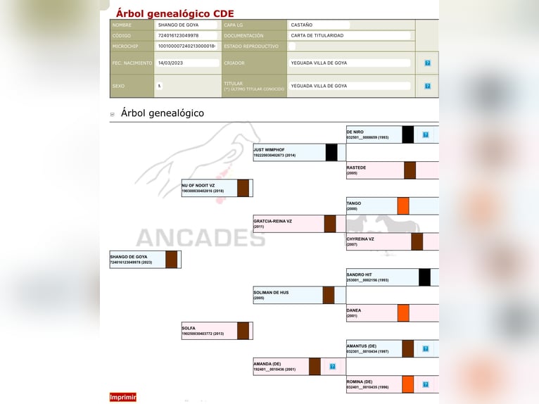 Cheval de sport espagnol Étalon 3 Ans in ZueraFuendetodos