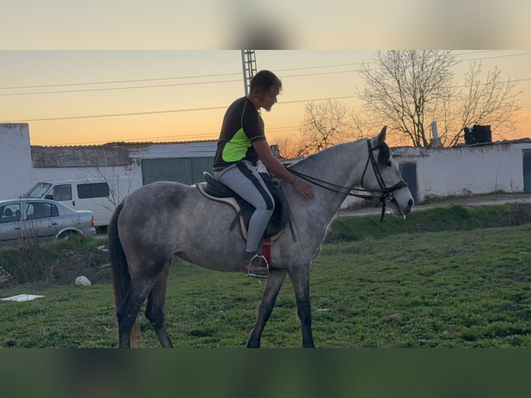 Cheval de sport espagnol Croisé Étalon 4 Ans 146 cm Gris pommelé in Gaimersheim