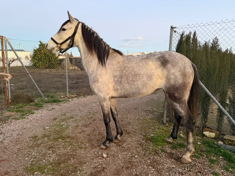 Cheval de sport espagnol Croisé Étalon 4 Ans 146 cm Gris pommelé in Gaimersheim