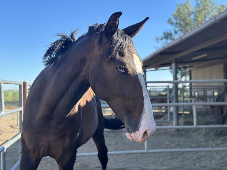 Cheval de sport espagnol Étalon 4 Ans 169 cm Bai brun in Cuarte De Huerva