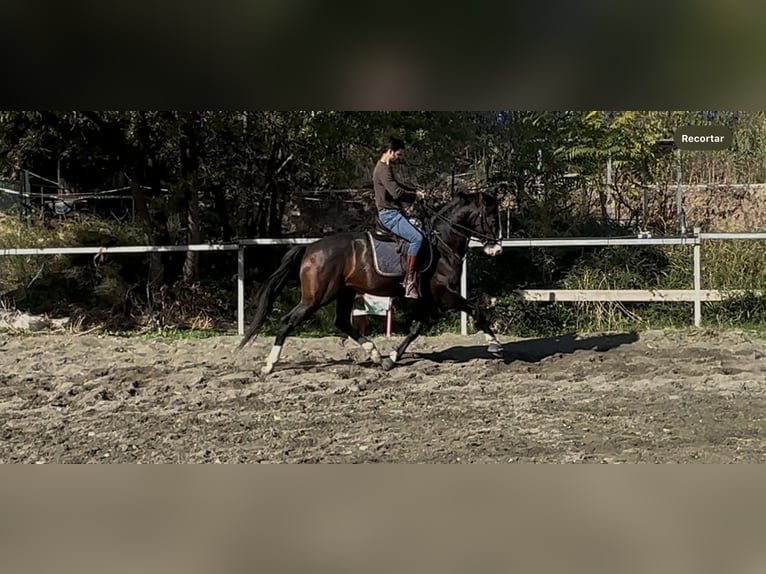 Cheval de sport espagnol Étalon 4 Ans 169 cm Bai brun in Cuarte De Huerva