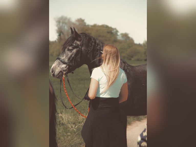 Cheval de sport espagnol Croisé Étalon 4 Ans Gris in Bad Waldsee