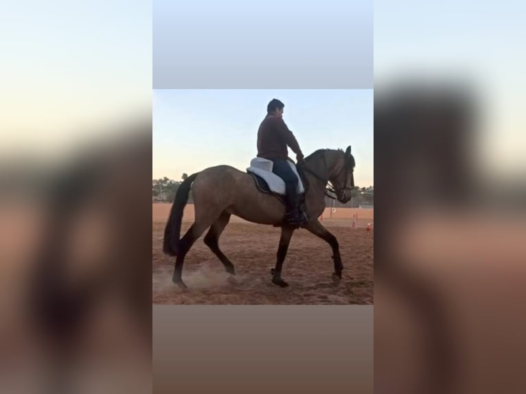 Cheval de sport espagnol Étalon 5 Ans 158 cm Isabelle in Pedralba