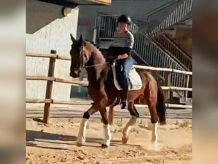 Cheval de sport espagnol Étalon 5 Ans 166 cm Bai brun in Sevilla