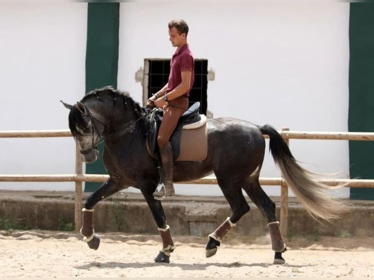 Cheval de sport espagnol Étalon 5 Ans 168 cm Gris in Chiva