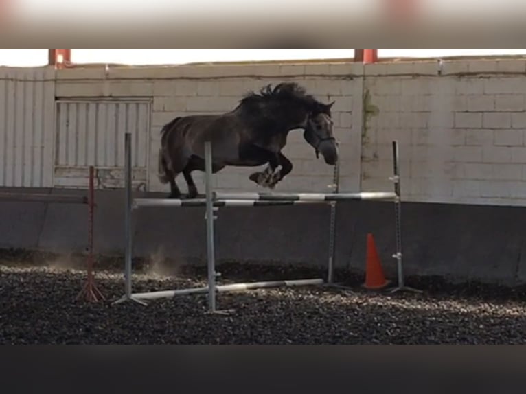 Cheval de sport espagnol Étalon 5 Ans Gris in Cabrerizos