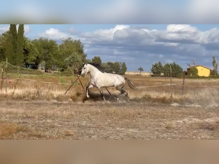 Cheval de sport espagnol Étalon 6 Ans 164 cm Gris in Oropesa (Toledo)