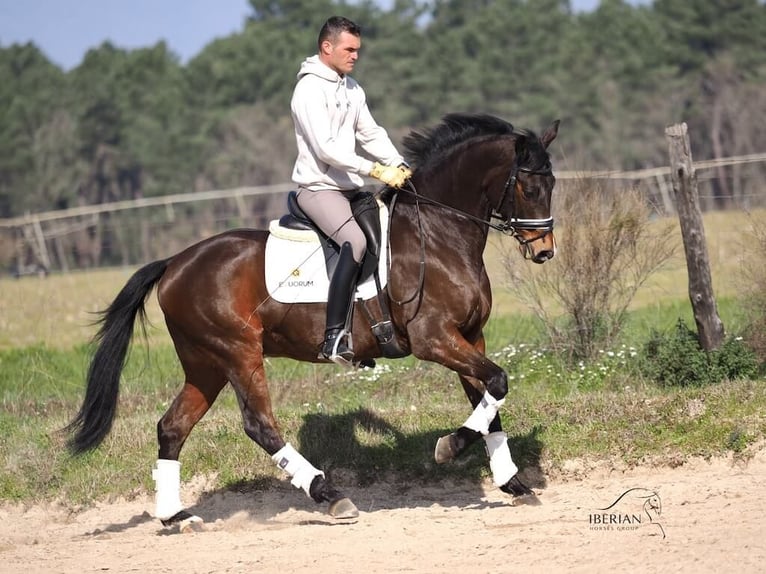 Cheval de sport espagnol Étalon 6 Ans 165 cm Bai in Navas Del Madroño