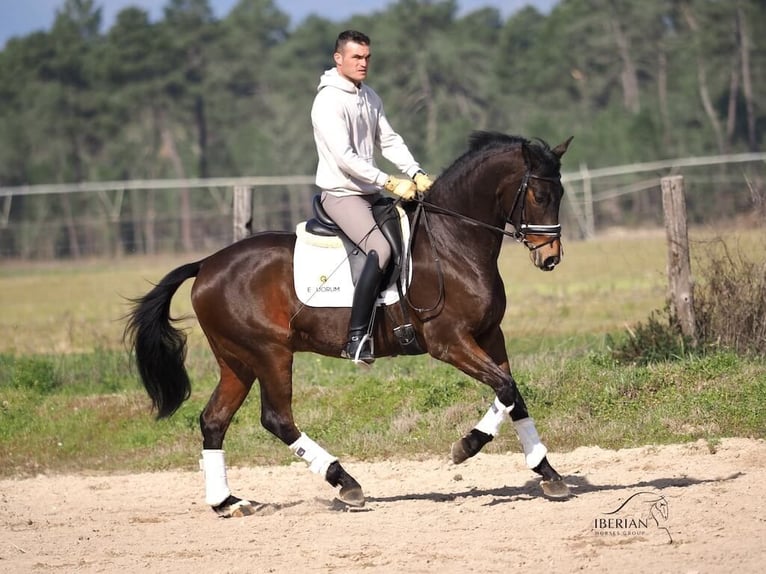 Cheval de sport espagnol Étalon 6 Ans 165 cm Bai in Navas Del Madroño