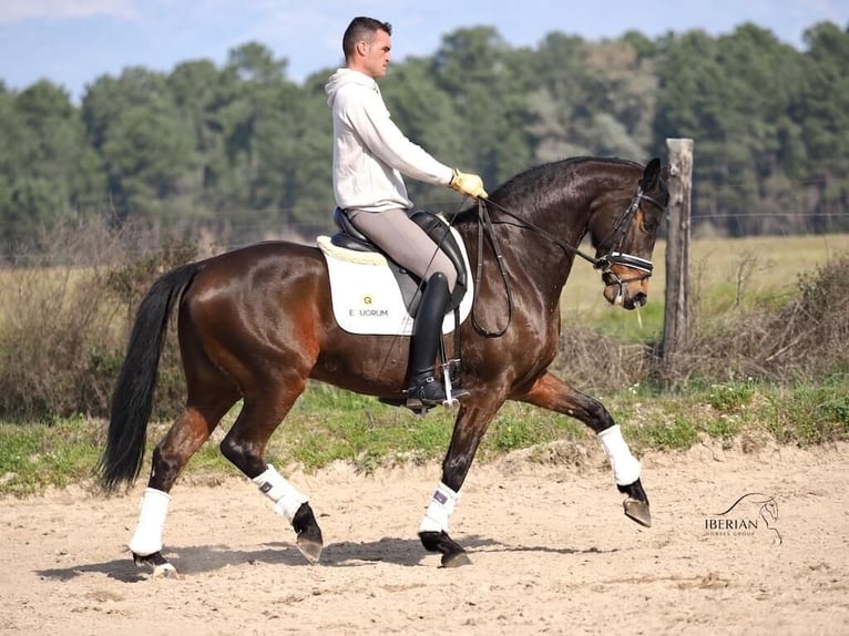Cheval de sport espagnol Étalon 6 Ans 165 cm Bai in Navas Del Madroño