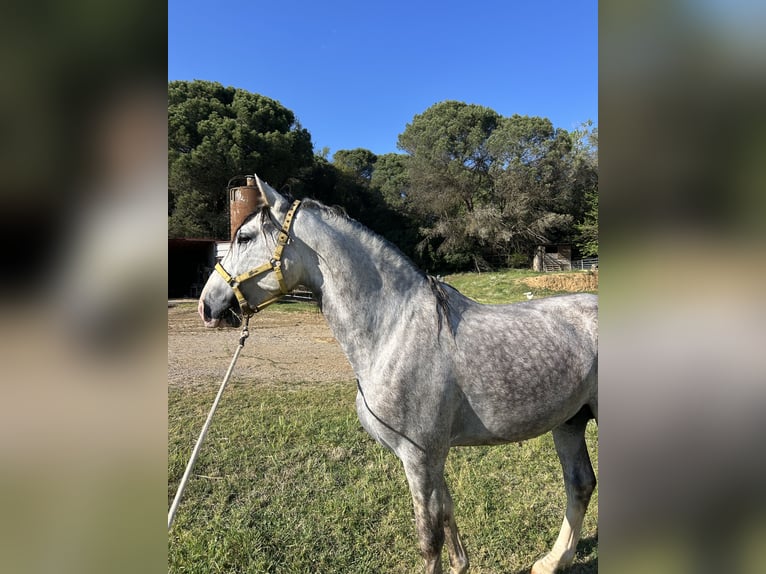 Cheval de sport espagnol Étalon 6 Ans 165 cm Gris in Santa Maria De Palautordera