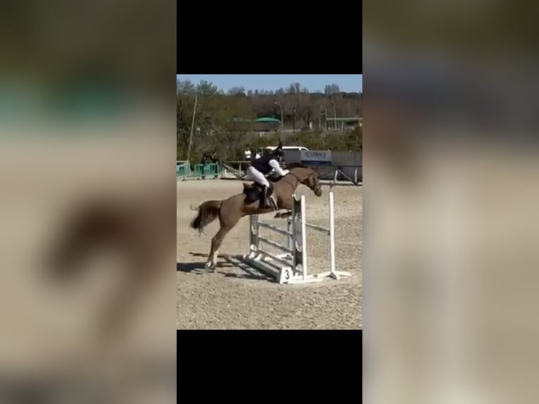 Cheval de sport espagnol Étalon 6 Ans 167 cm Alezan in Burgos