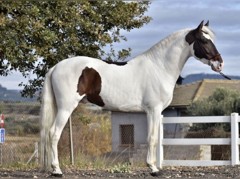 Cheval de sport espagnol Étalon 6 Ans 170 cm Pinto in Sentmenat