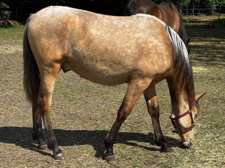 Cheval de sport espagnol Étalon Cremello in Barneveld