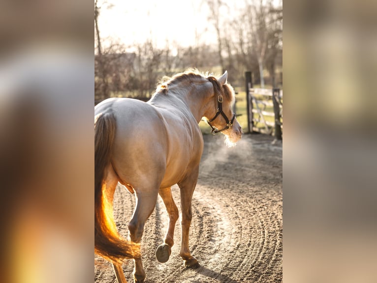 Cheval de sport espagnol Étalon Perlino in Aartrijke