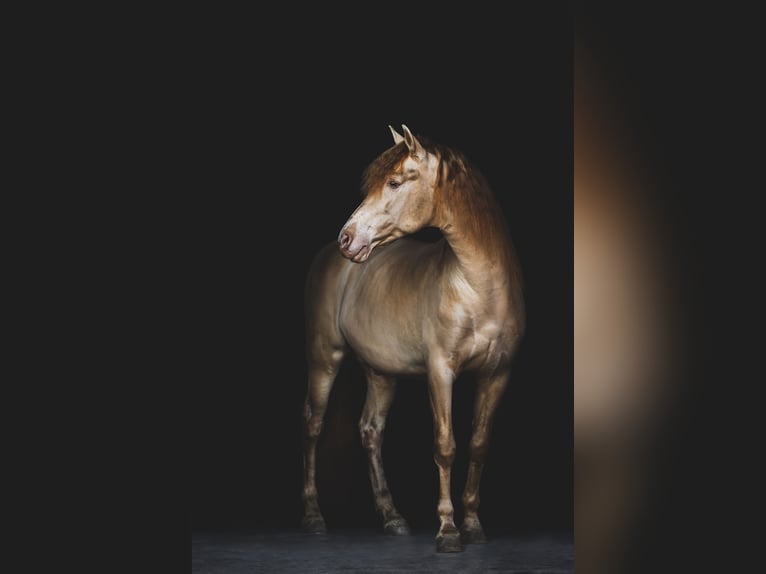 Cheval de sport espagnol Étalon Perlino in Aartrijke