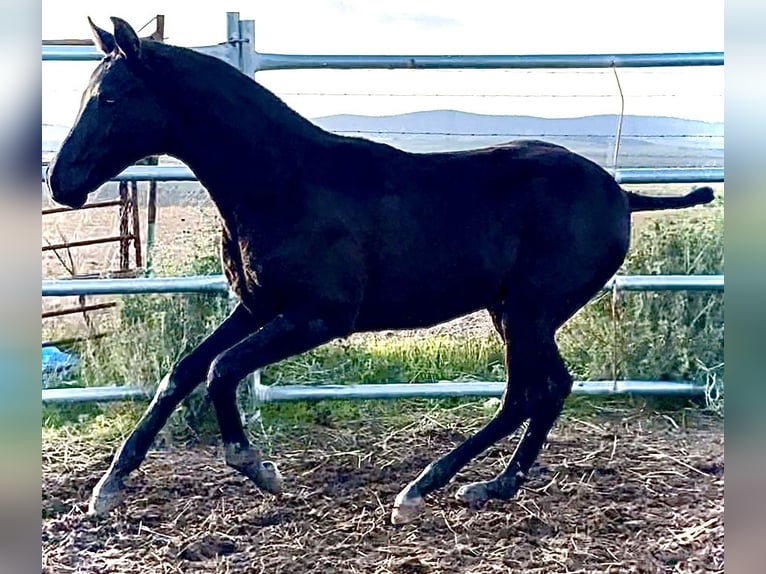 Cheval de sport espagnol Étalon Poulain (04/2025) 165 cm Noir in Bienvenida