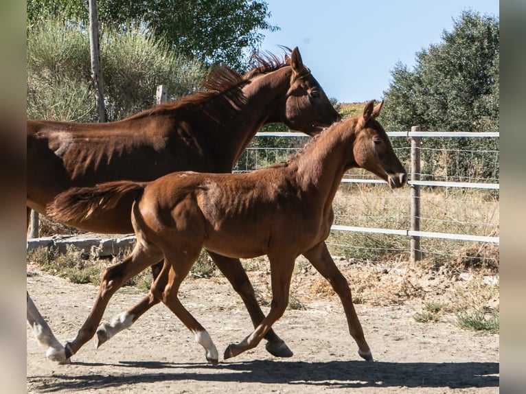 Cheval de sport espagnol Étalon Poulain (01/2025) Alezan in Zamora