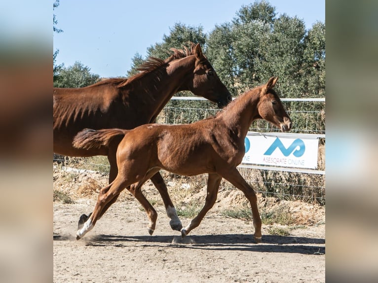 Cheval de sport espagnol Étalon Poulain (01/2025) Alezan in Zamora