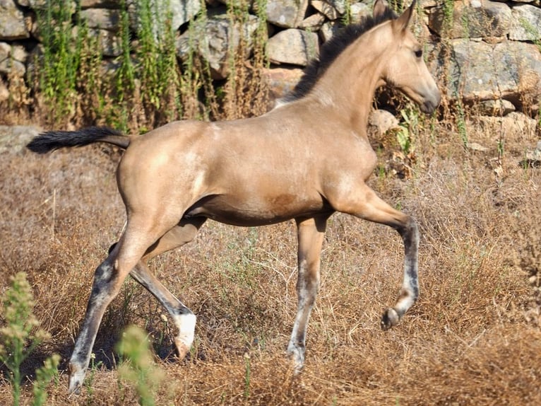 Cheval de sport espagnol Étalon Poulain (04/2024) Buckskin in NAVAS DEL MADRONO