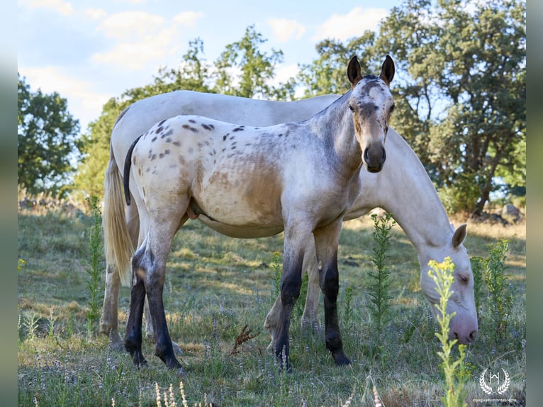 Cheval de sport espagnol Étalon Poulain (03/2024) Léopard in Navalperal De Pinares