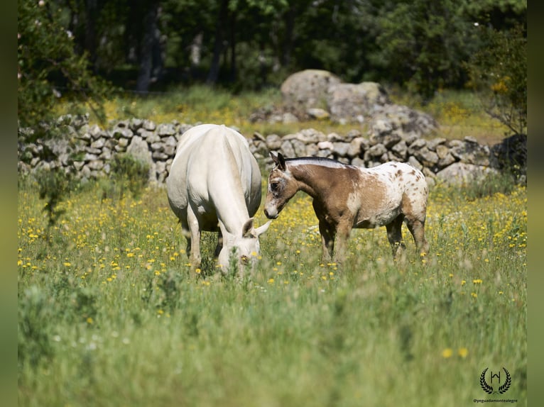 Cheval de sport espagnol Étalon Poulain (03/2024) Léopard in Navalperal De Pinares