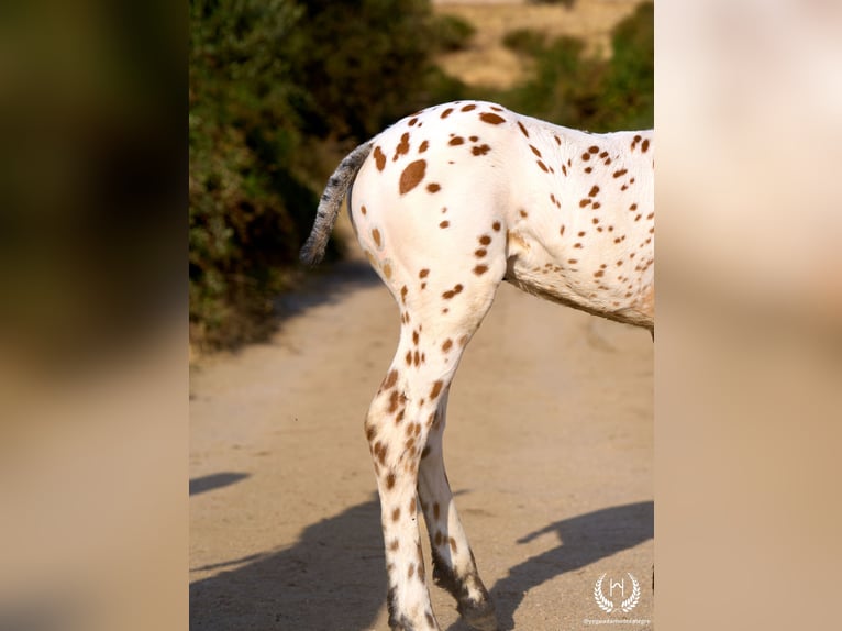 Cheval de sport espagnol Étalon Poulain (07/2026) Léopard in Navalperal De Pinares