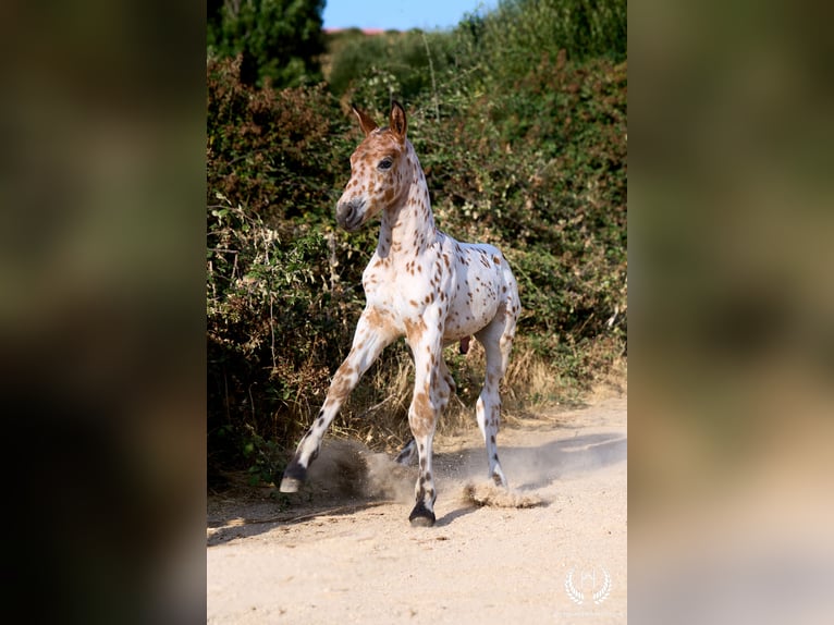 Cheval de sport espagnol Étalon Poulain (07/2026) Léopard in Navalperal De Pinares