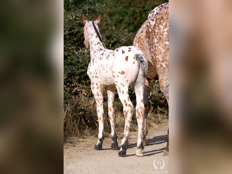 Cheval de sport espagnol Étalon Poulain (07/2026) Léopard in Navalperal De Pinares