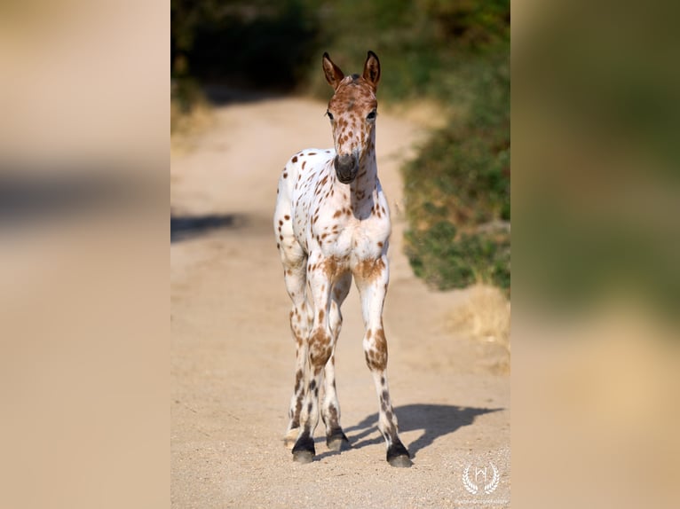 Cheval de sport espagnol Étalon Poulain (07/2026) Léopard in Navalperal De Pinares