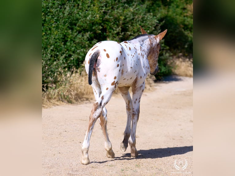 Cheval de sport espagnol Étalon Poulain (05/2026) Léopard in Navalperal De Pinares