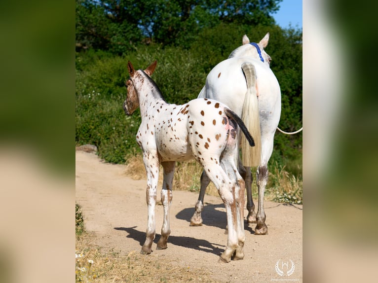 Cheval de sport espagnol Étalon Poulain (05/2026) Léopard in Navalperal De Pinares