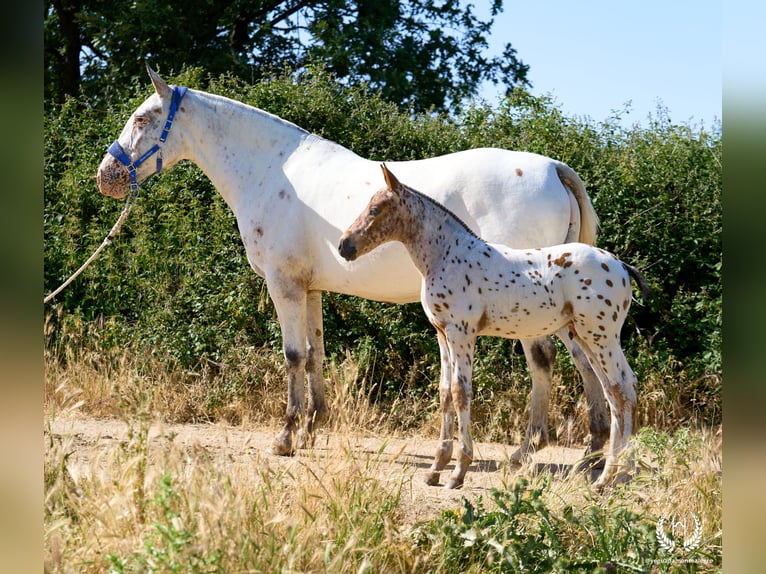 Cheval de sport espagnol Étalon Poulain (05/2026) Léopard in Navalperal De Pinares