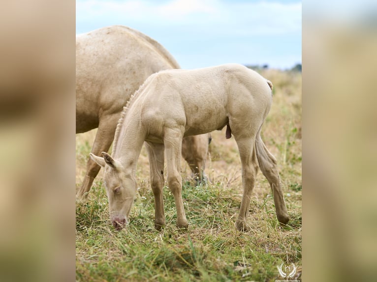 Cheval de sport espagnol Étalon Poulain (05/2024) Perlino in Navalperal De Pinares