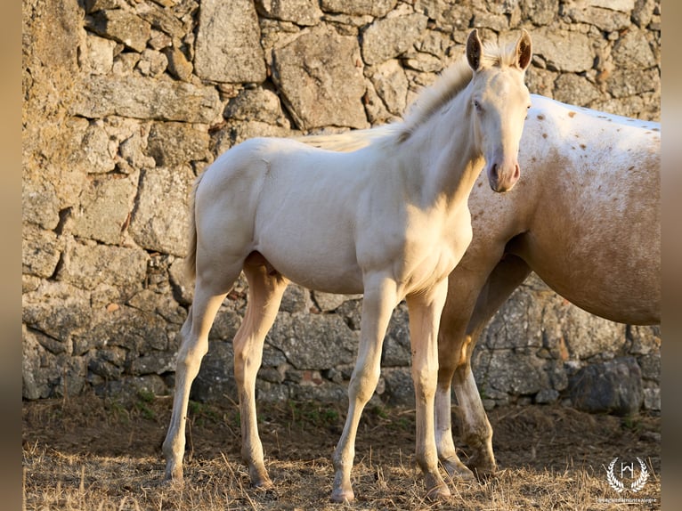 Cheval de sport espagnol Étalon Poulain (05/2024) Perlino in Navalperal De Pinares