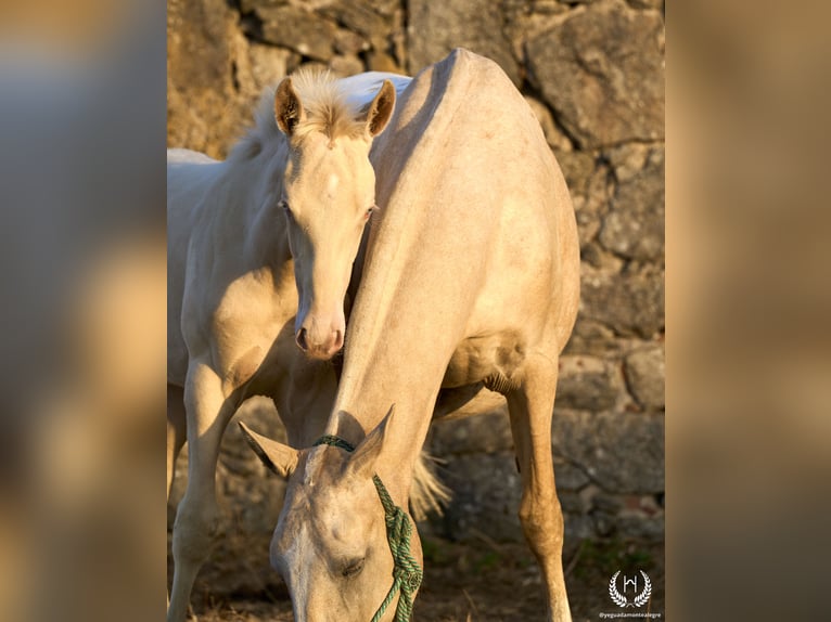 Cheval de sport espagnol Étalon Poulain (05/2024) Perlino in Navalperal De Pinares