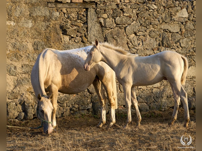 Cheval de sport espagnol Étalon Poulain (05/2024) Perlino in Navalperal De Pinares