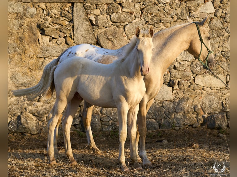 Cheval de sport espagnol Étalon Poulain (05/2024) Perlino in Navalperal De Pinares