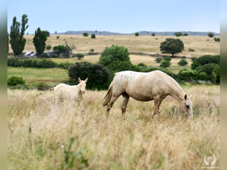 Cheval de sport espagnol Étalon Poulain (05/2024) Perlino in Navalperal De Pinares