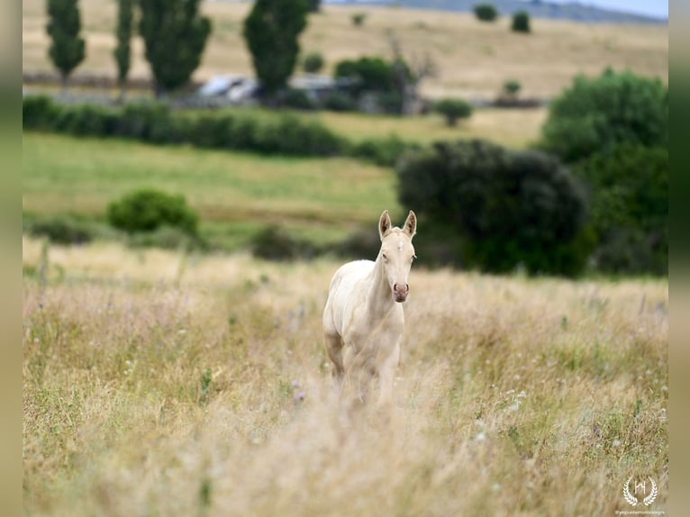 Cheval de sport espagnol Étalon Poulain (05/2024) Perlino in Navalperal De Pinares